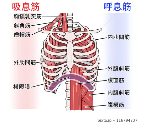 肋骨がポキッと鳴って痛いのはなぜ?主な原因