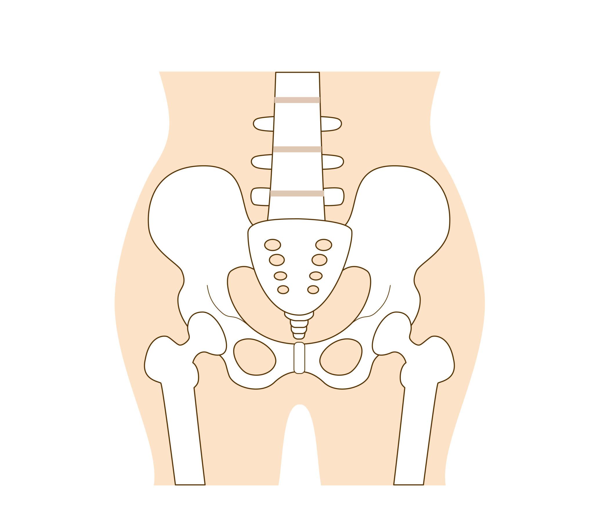 骨盤の骨が果たす主な役割