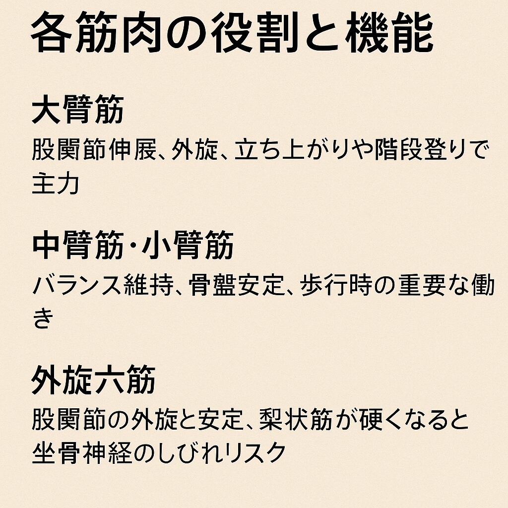 各筋肉の役割と機能（起始停止・働き）