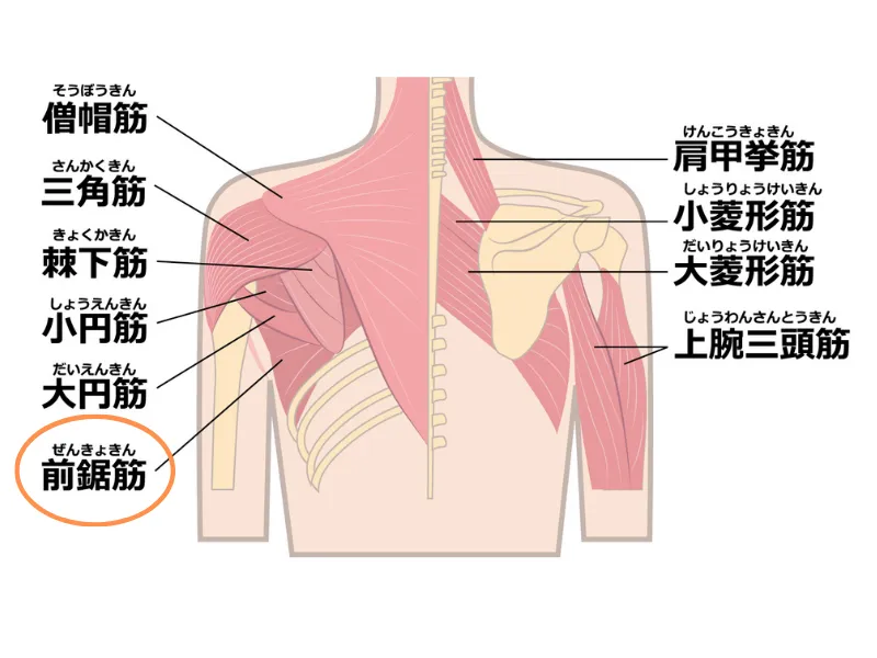 脇の下がつる原因とは?主な理由をわかりやすく解説