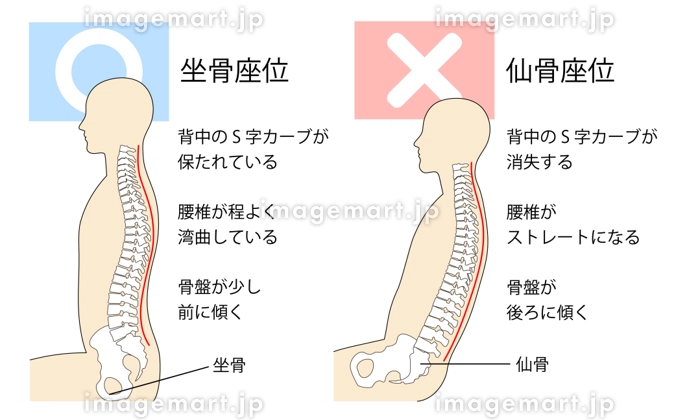 おしりの骨とは?まず知りたい基本の構造と役割