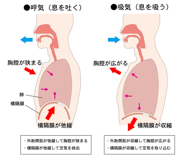 体側を伸ばすメリット