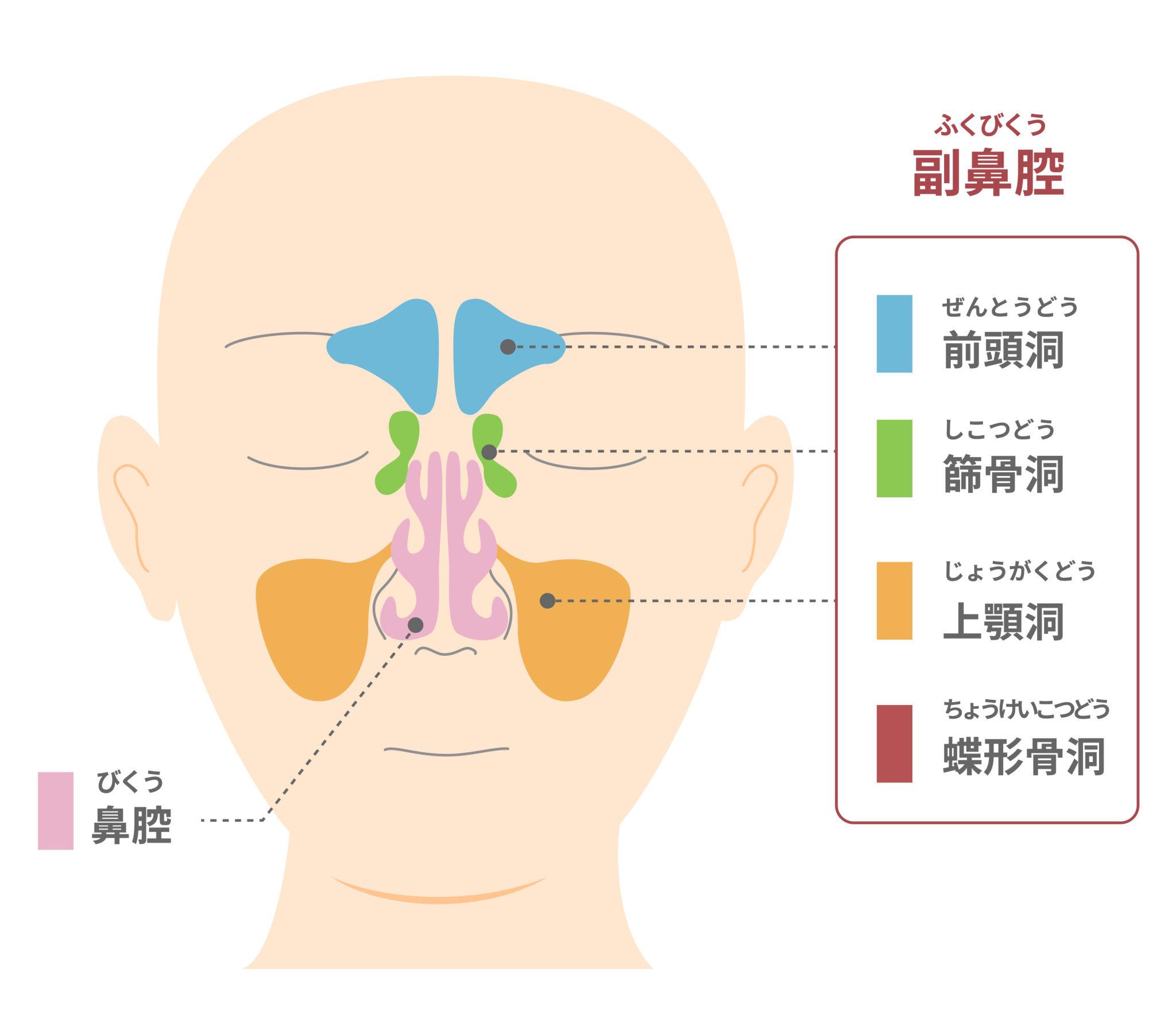 しゃがむと頭痛が起きる仕組み(基本メカニズム)