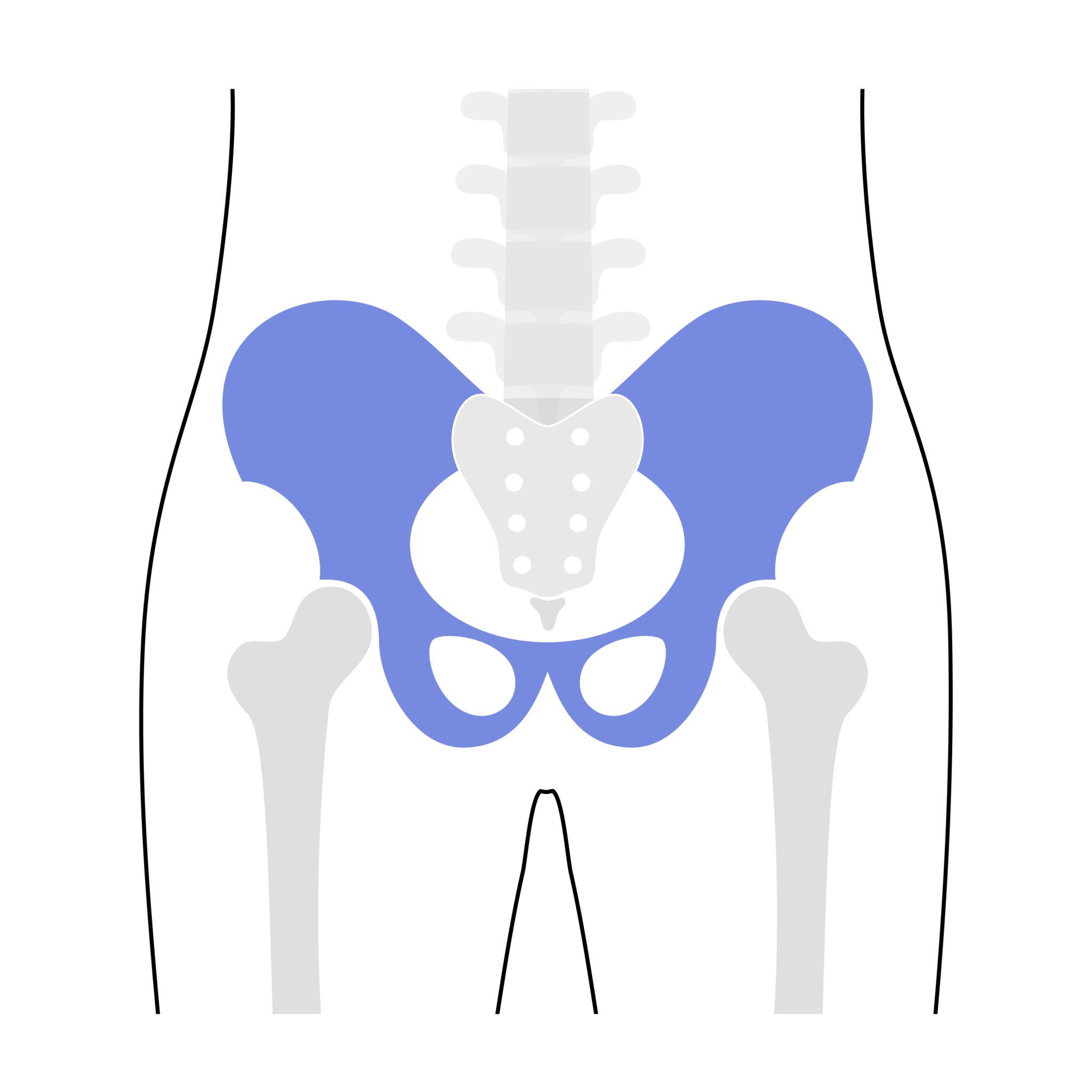 骨盤とは?まず知っておきたい骨盤の基本構造