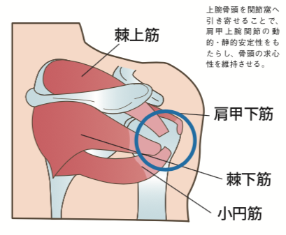 病院に行くべき右肩の痛みのサインと相談先