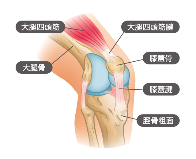 膝の皿の下が痛いとは?症状の特徴