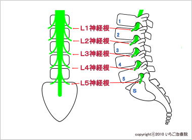 腰椎4番5番が「狭い」とは?原因・症状の基本知識
